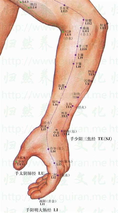 陽西穴|陽溪穴丨手陽明大腸經丨經脈穴位